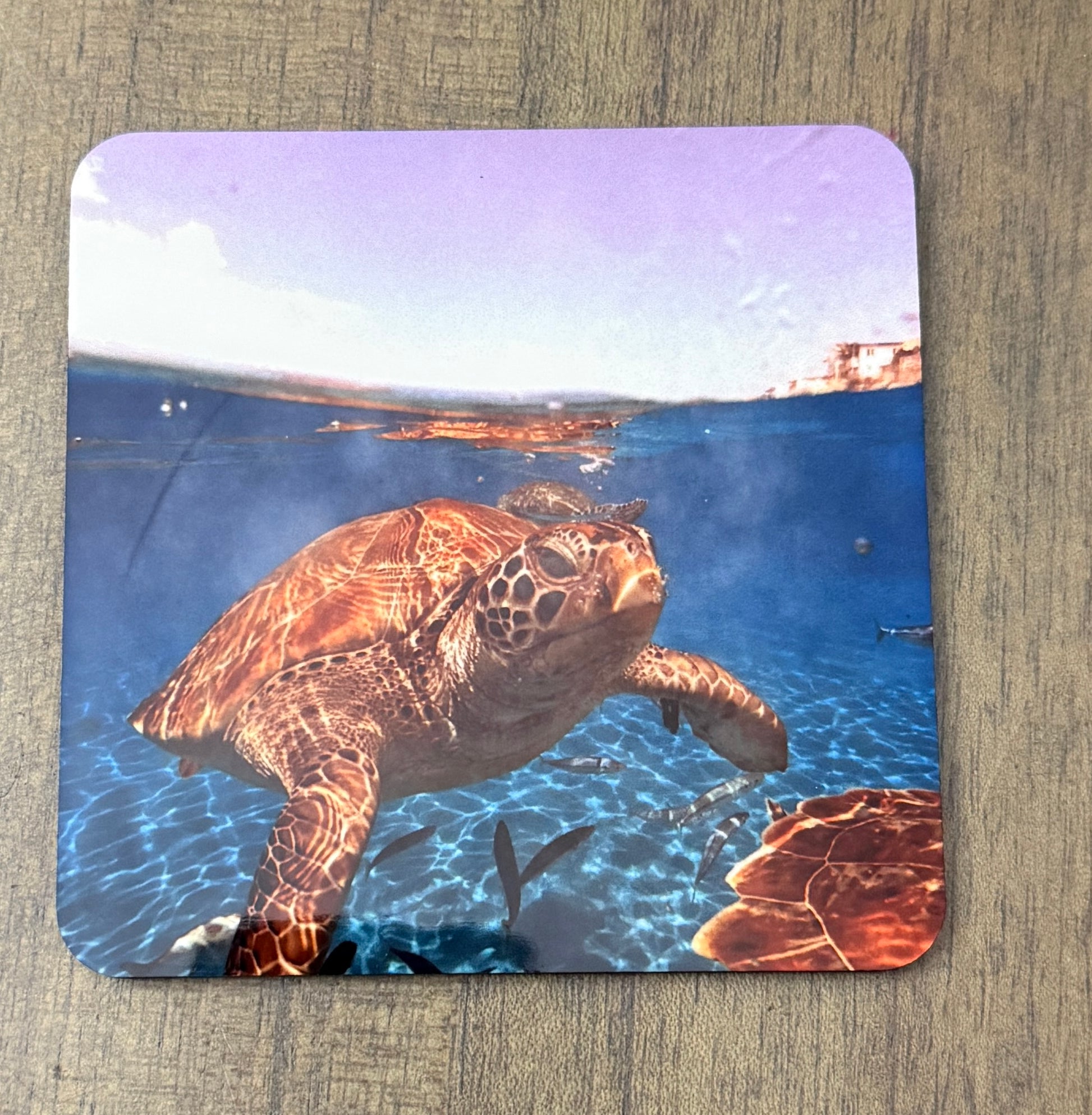 Coasters - Sea Turtles