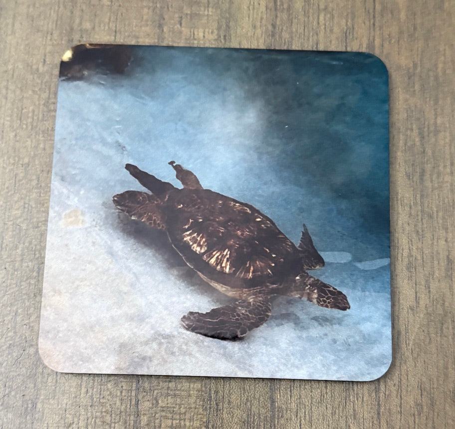 Coasters - Sea Turtles