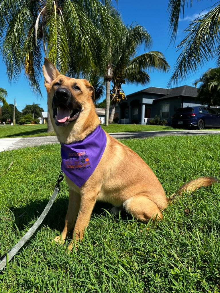 Dog bandanna trick or treat