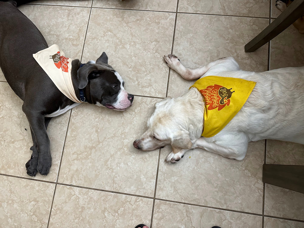 Dog Bandana Gobble Gobble Y'all