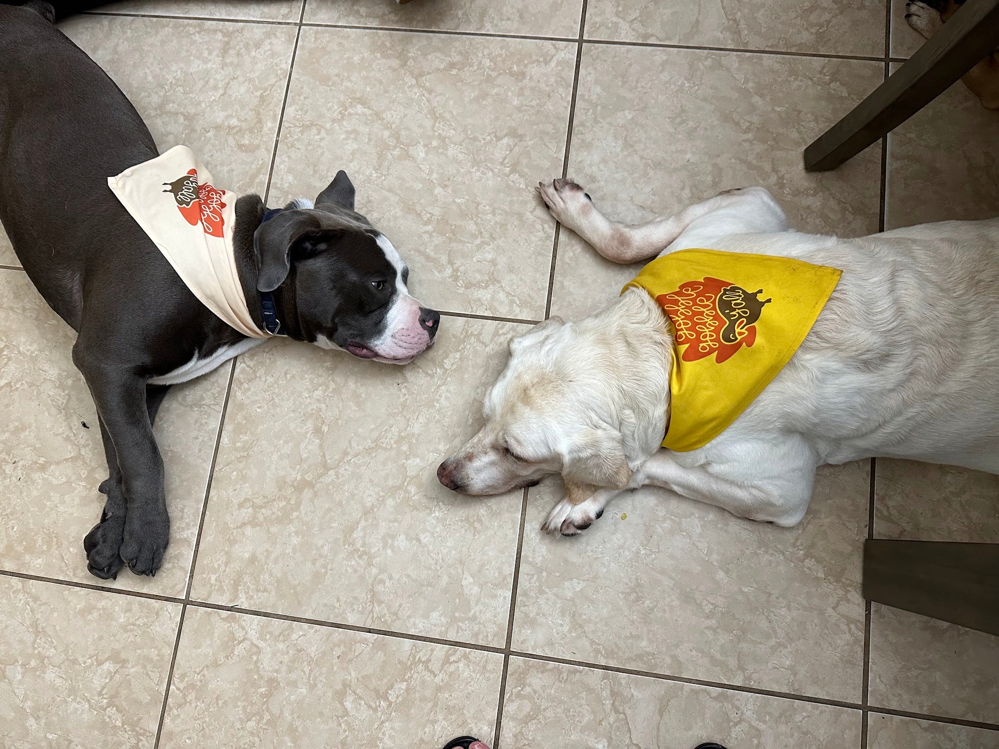 Dog Bandana Gobble Gobble Y'all
